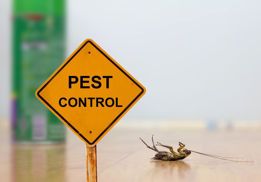 Pest Control photo for a blog
